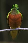 Chestnut-breasted Coronet