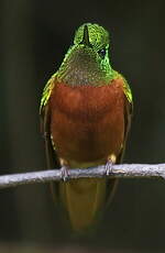 Colibri de Matthews