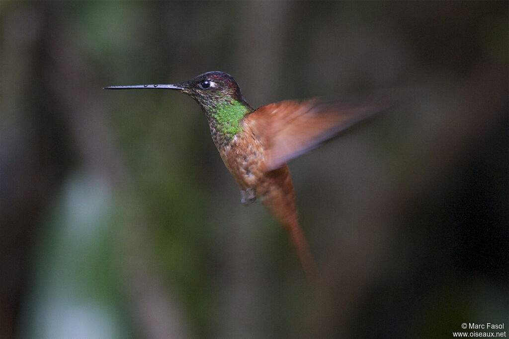 Chestnut-breasted Coronetjuvenile, Flight