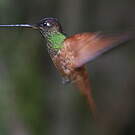 Colibri de Matthews