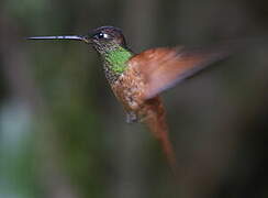 Chestnut-breasted Coronet