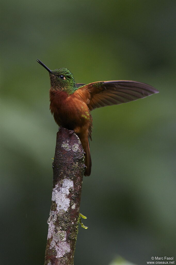 Chestnut-breasted Coronet male, Flight