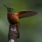 Colibri de Matthews