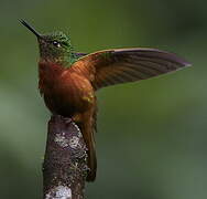 Chestnut-breasted Coronet