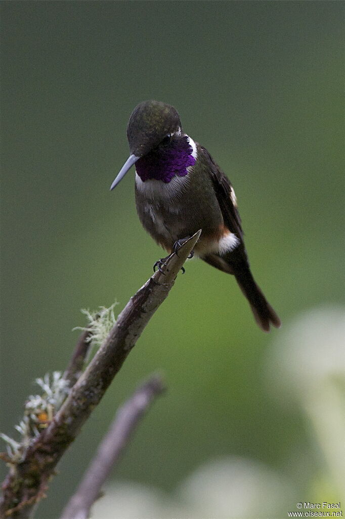 Colibri de Mitchell mâle adulte, identification