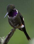 Purple-throated Woodstar