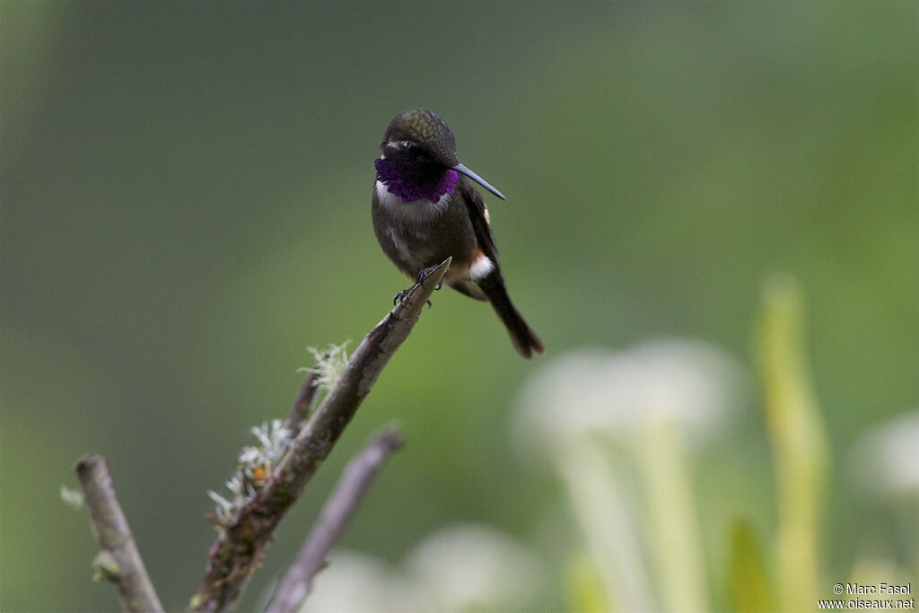 Purple-throated Woodstar male adult, identification