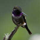 Colibri de Mitchell