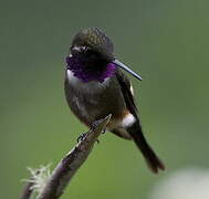 Purple-throated Woodstar