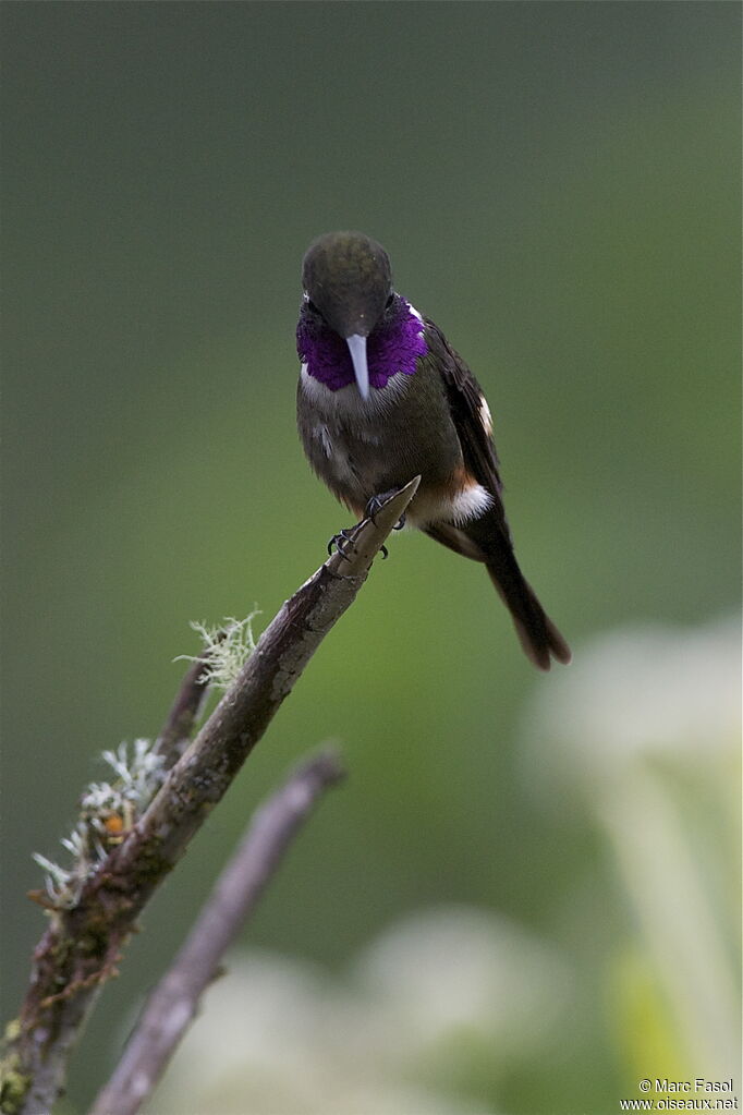 Colibri de Mitchell mâle adulte, identification