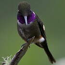 Colibri de Mitchell