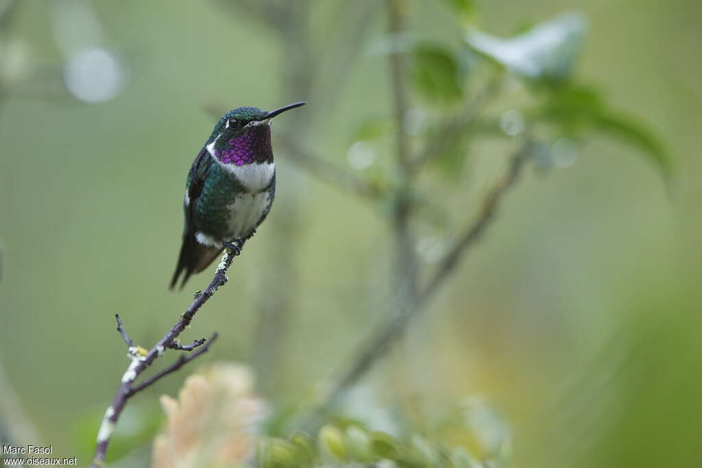 Colibri de Mulsant mâle adulte nuptial, pigmentation