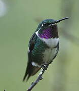 White-bellied Woodstar