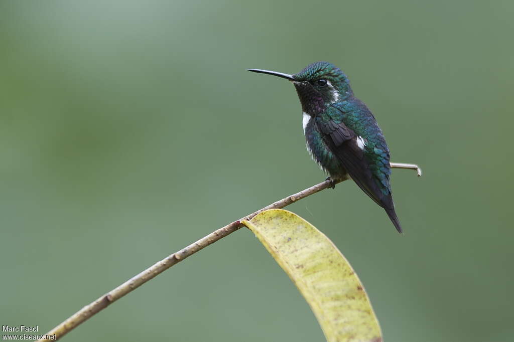 Colibri de Mulsant mâle adulte nuptial, identification