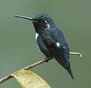 White-bellied Woodstar