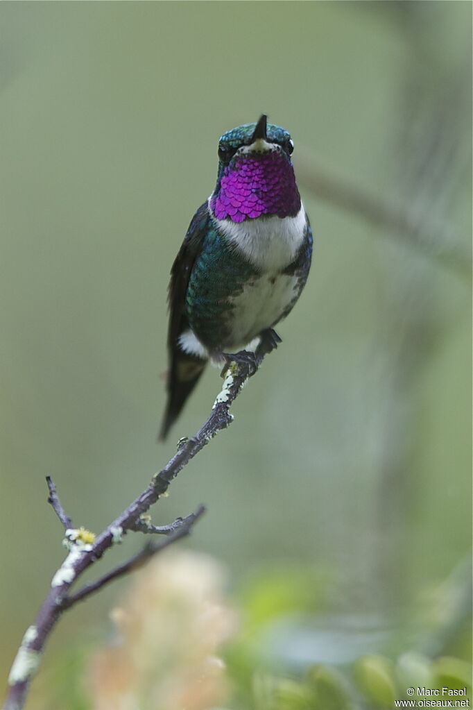 White-bellied Woodstar male adult breeding, identification