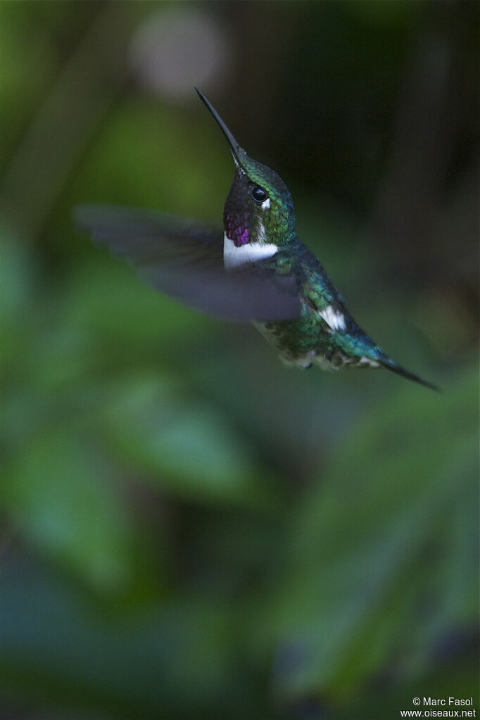 White-bellied Woodstar male adult breeding, Flight