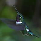 Colibri de Mulsant