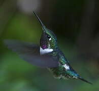 Colibri de Mulsant