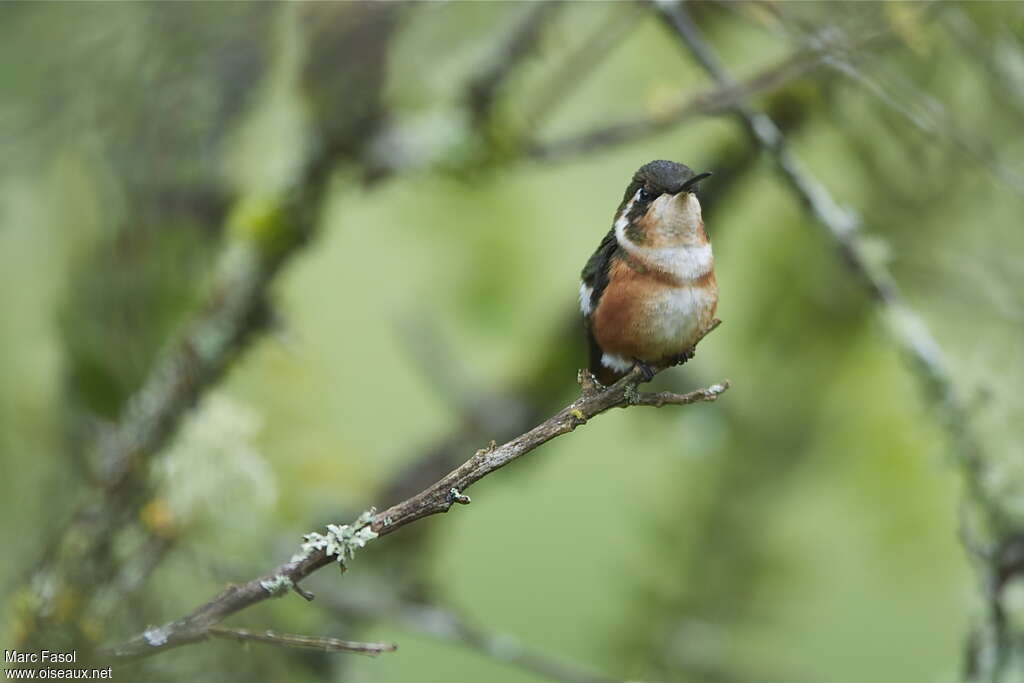 White-bellied Woodstar female adult breeding, pigmentation