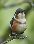 White-bellied Woodstar