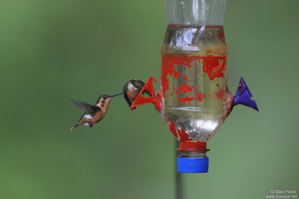 White-bellied Woodstar female, identification, Flight, Behaviour