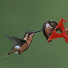 Colibri de Mulsant