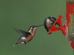 White-bellied Woodstar