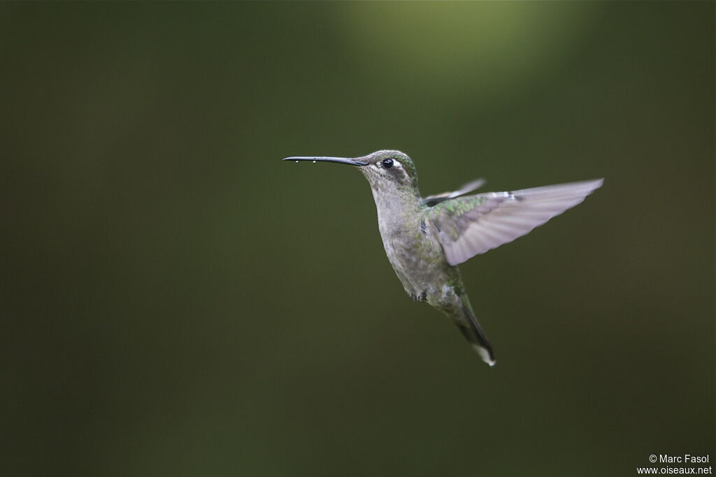 Colibri de Rivoli femelle adulte nuptial, Vol