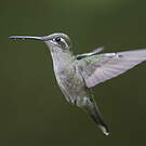Colibri de Rivoli