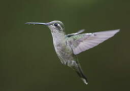 Rivoli's Hummingbird