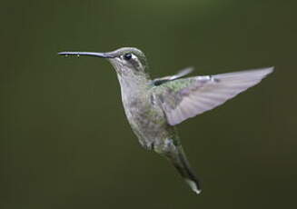 Colibri de Rivoli