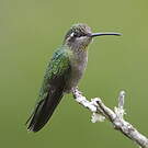 Colibri de Rivoli