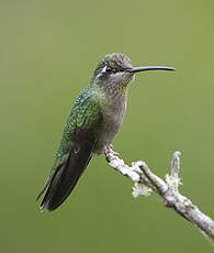 Colibri de Rivoli