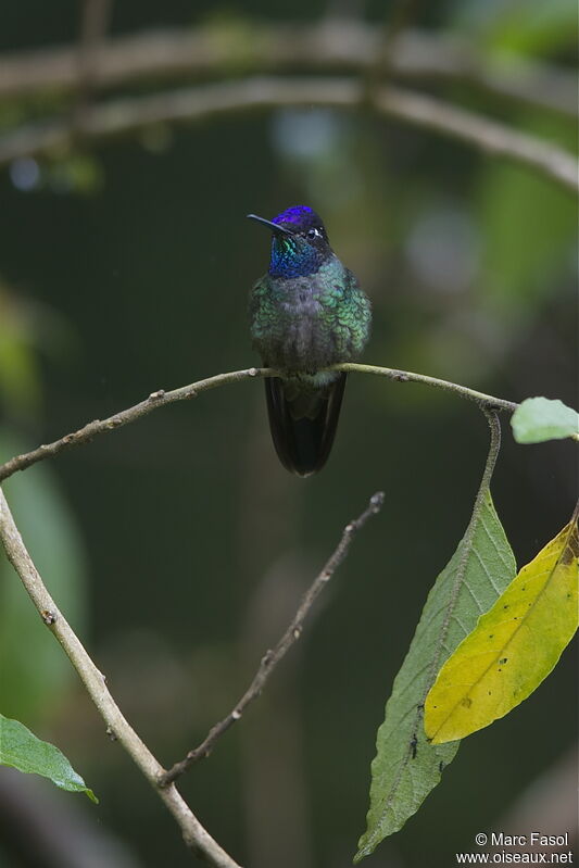 Rivoli's Hummingbird male adult, identification