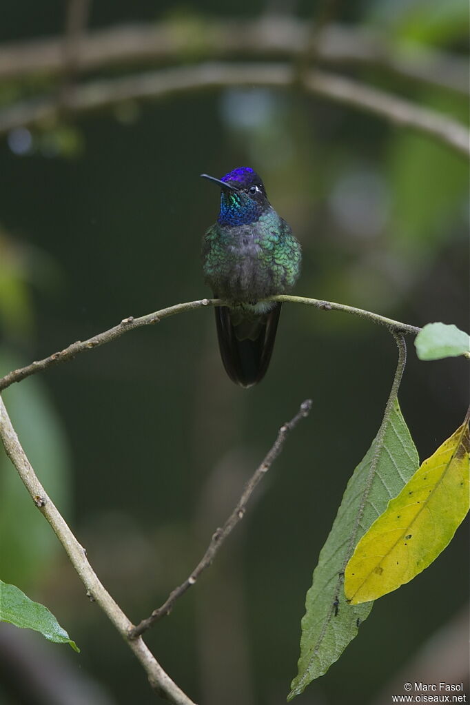 Colibri de Rivoli mâle adulte, identification