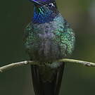 Colibri de Rivoli