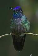 Rivoli's Hummingbird