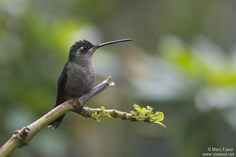 Rivoli's Hummingbird female adult, identification