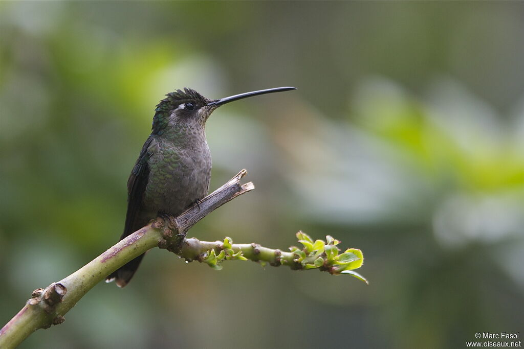 Rivoli's Hummingbird female adult, identification