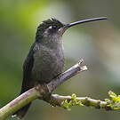 Colibri de Rivoli