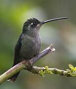 Rivoli's Hummingbird