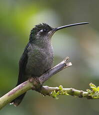 Colibri de Rivoli