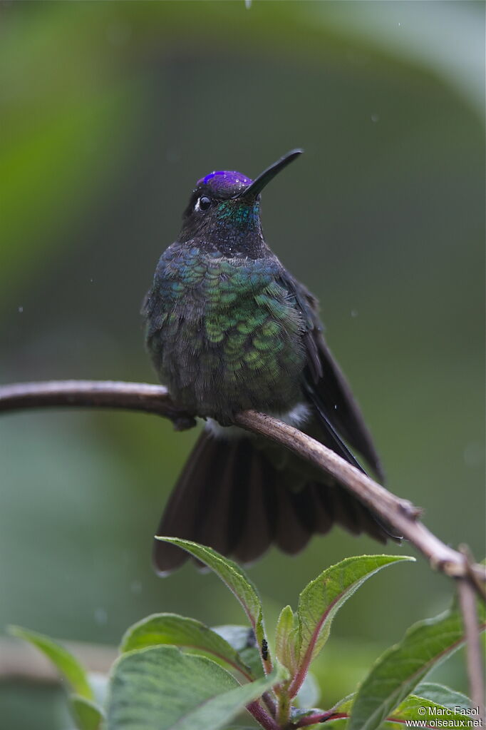 Colibri de Rivoli mâle adulte, identification