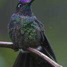 Colibri de Rivoli