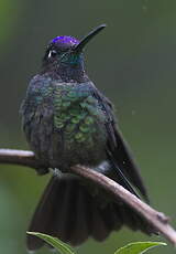 Colibri de Rivoli