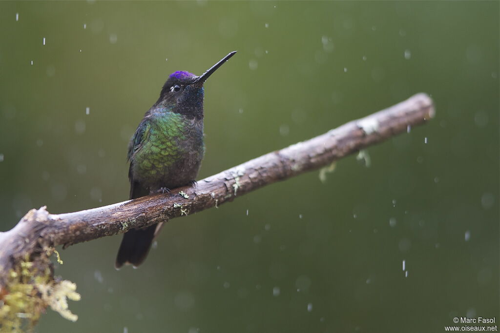 Rivoli's Hummingbird male adult, identification