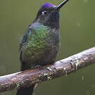 Colibri de Rivoli