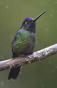 Colibri de Rivoli