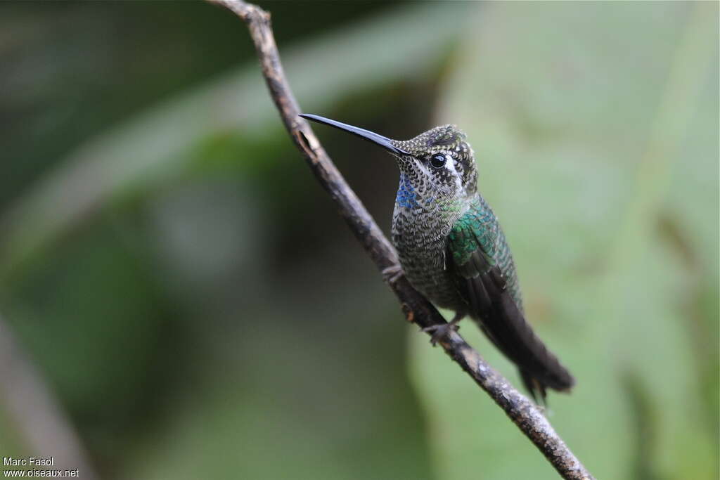 Colibri de Rivoli mâle subadulte, identification